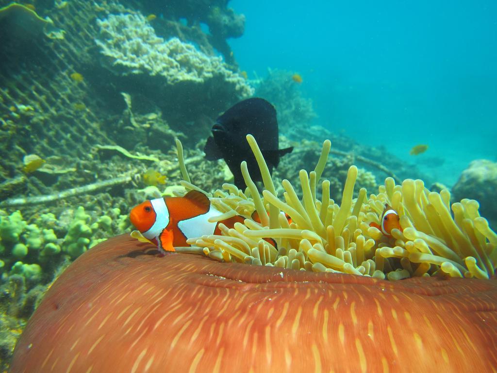 Biorock Homestay & Dive Center Pemuteran Экстерьер фото