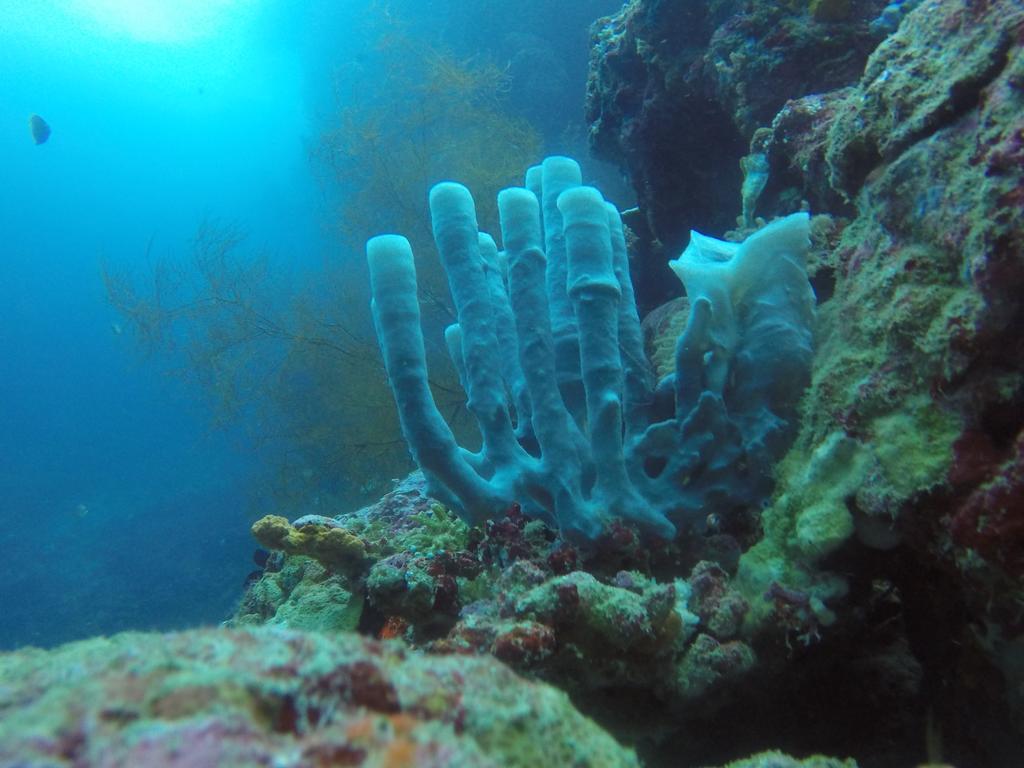 Biorock Homestay & Dive Center Pemuteran Экстерьер фото