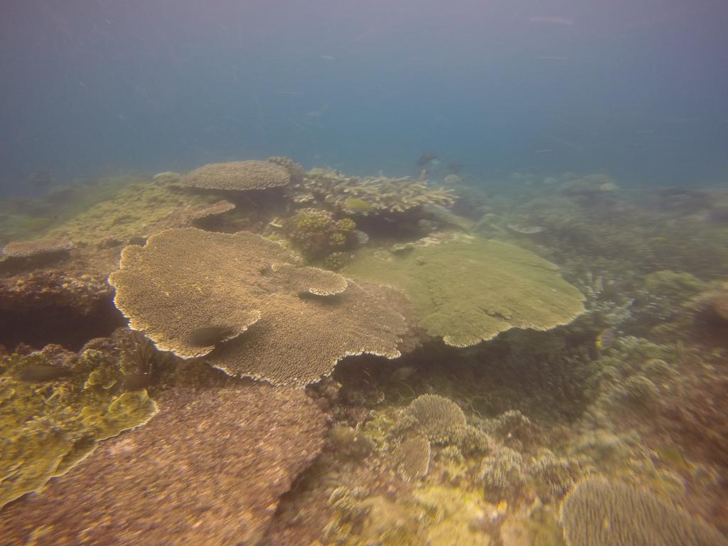 Biorock Homestay & Dive Center Pemuteran Экстерьер фото