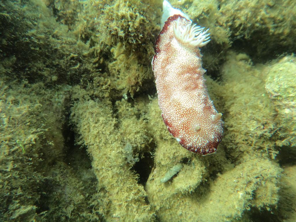 Biorock Homestay & Dive Center Pemuteran Экстерьер фото
